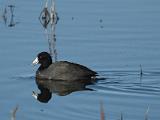 C Lower Klamath NWR 012